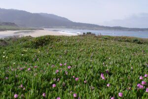 about carmel beach and ice plants